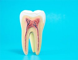 anatomy of a tooth on light blue background 